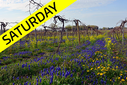 Bike Wine Country | Saturday