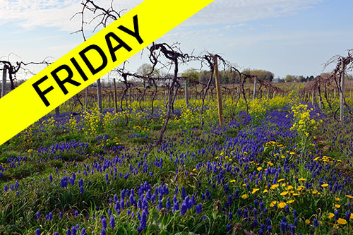 Bike Wine Country | Friday